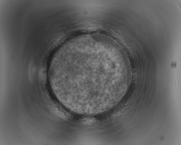 X0000093730642200711061002