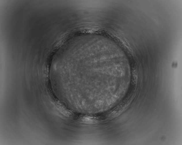 X0000093730657200711061002