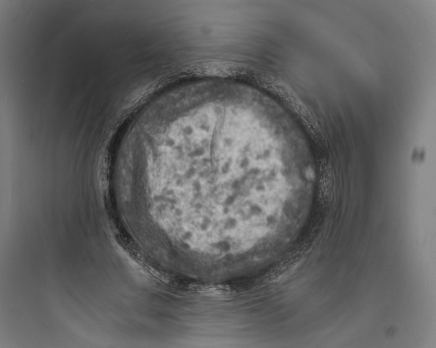 X0000093730683200711061001