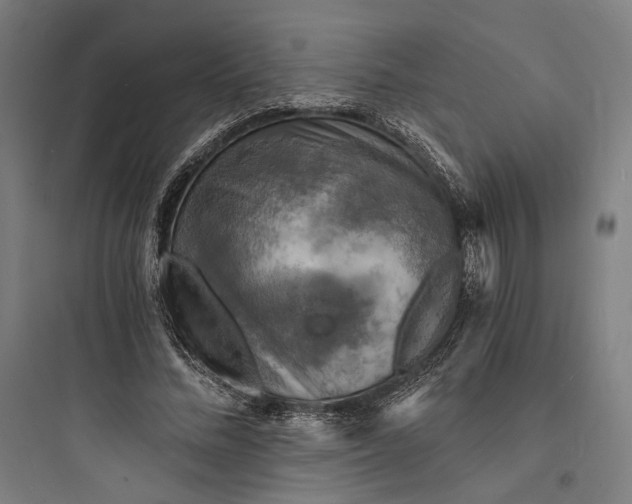 X0000093730684200711061001