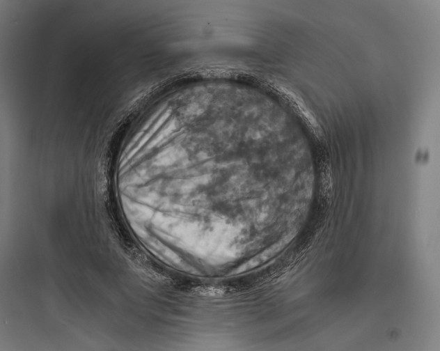 X0000093730687200711061001