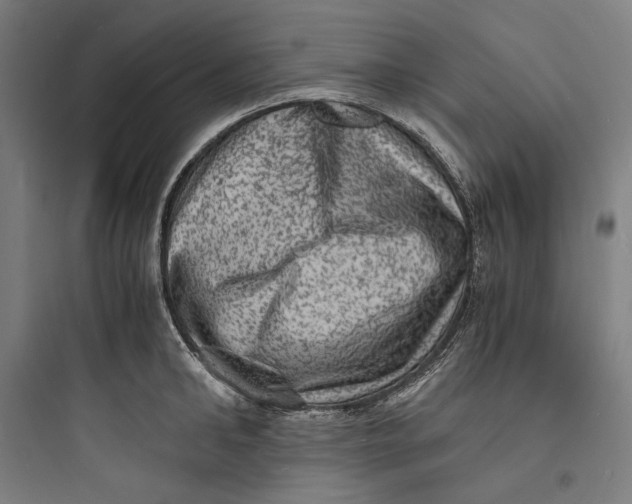 X0000093730902200711060958