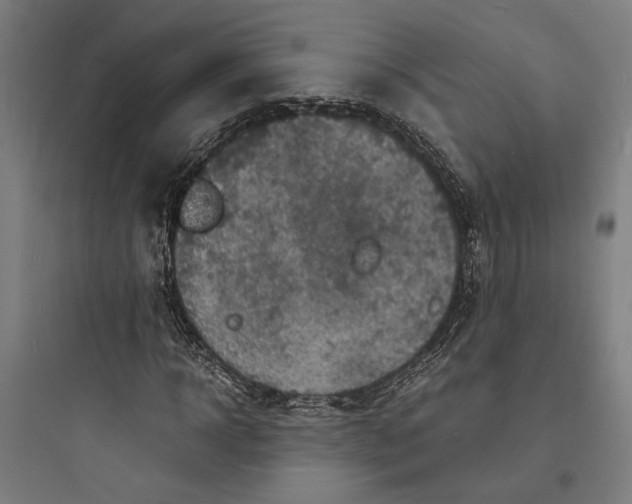 X0000093730918200711060957