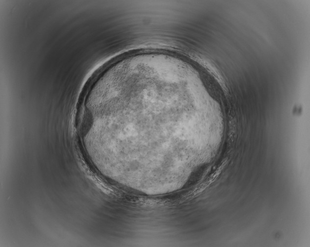 X0000093730928200711060957