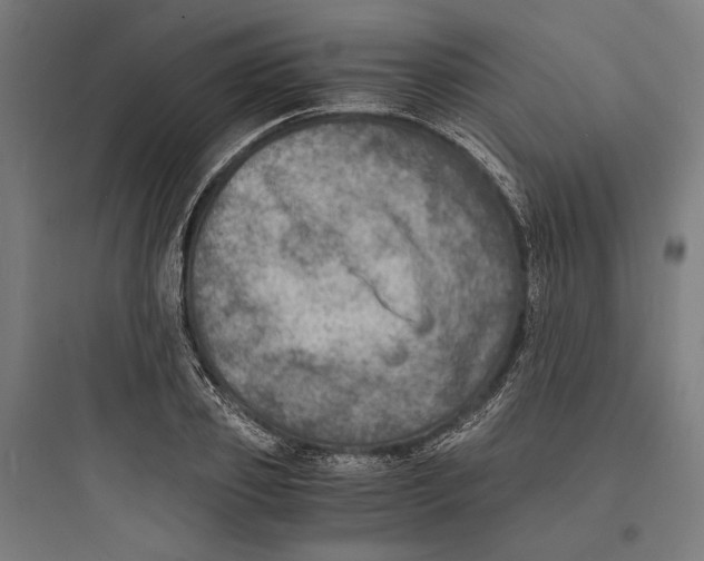 X0000093730933200711060957