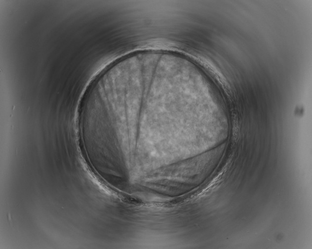 X0000093730990200711060957