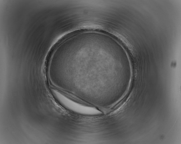 X0000093731022200711060956