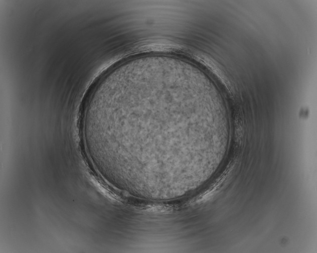 X0000093731026200711060956