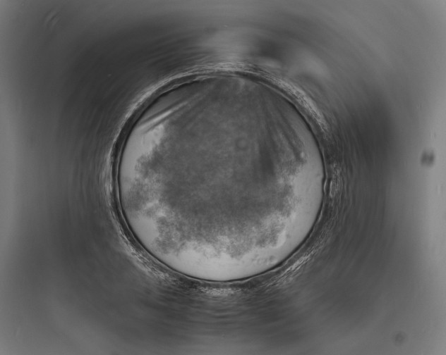 X0000093731031200711060956