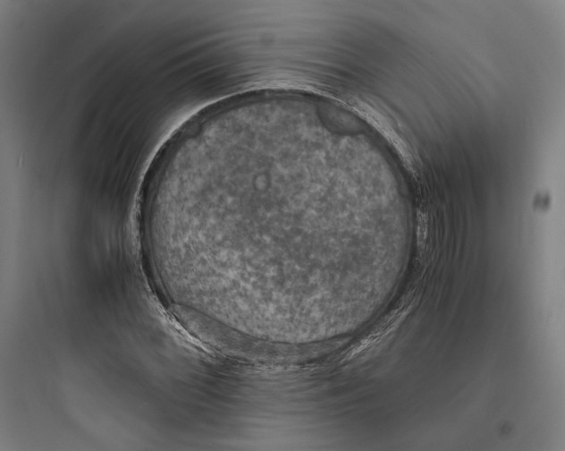 X0000093731068200711060955