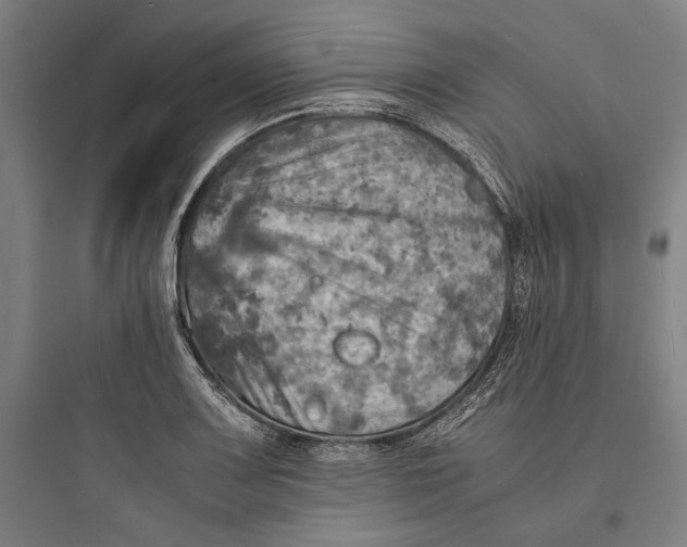 X0000093731083200711060955