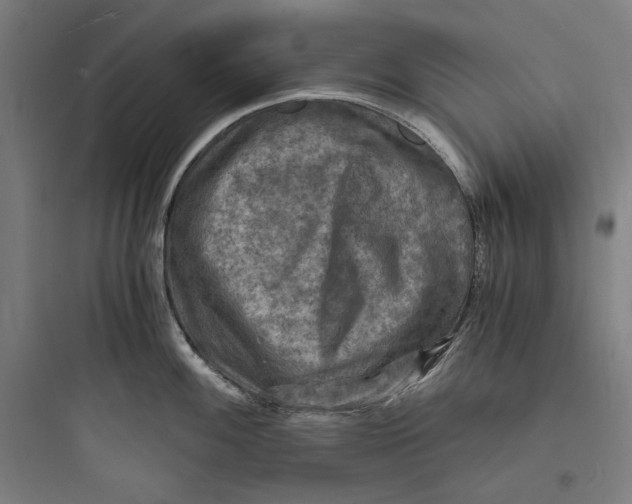 X0000093731100200711060955