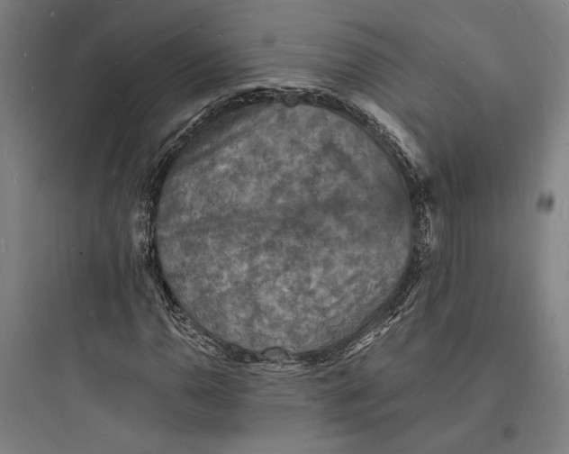 X0000093731110200711060954