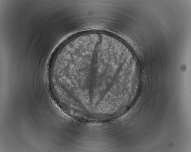 X0000093731118200711060954