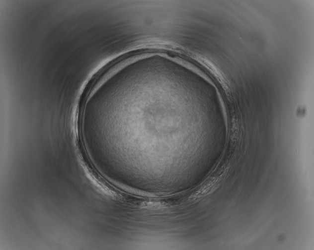 X0000093731128200711060955