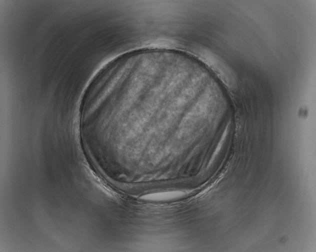 X0000093731232200711060953