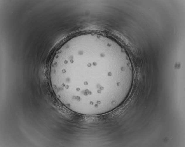 X0000093731258200711060952