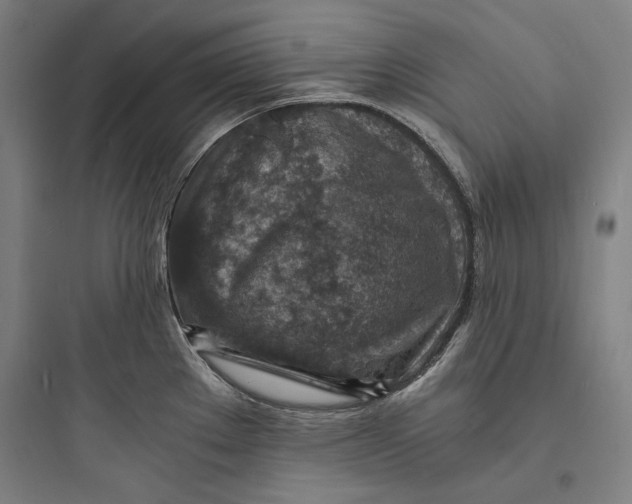 X0000093731289200711060952