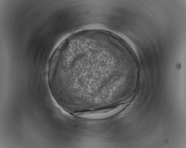 X0000093731390200711060950