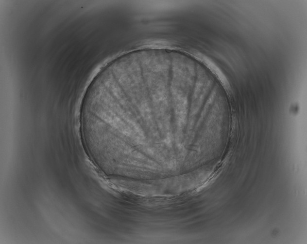 X0000093731435200711060950