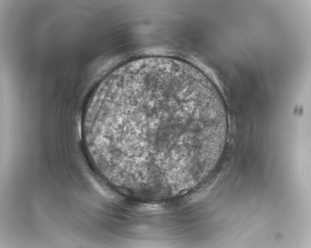 X0000093730061200711131048