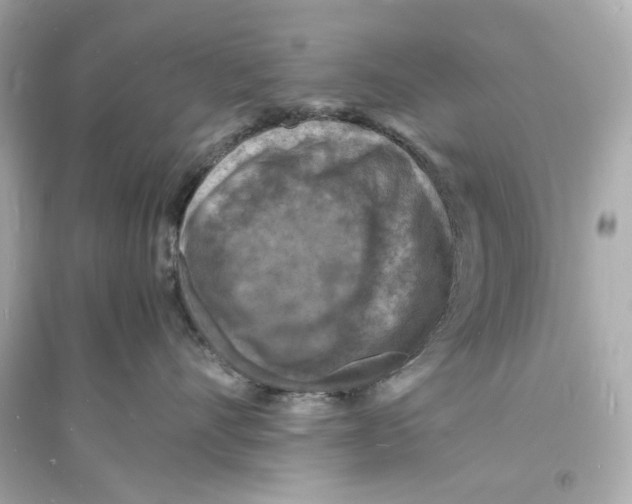 X0000093730528200711131041