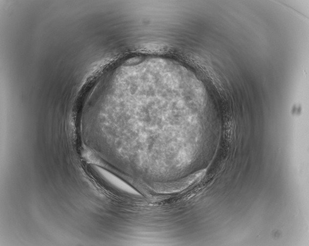 X0000093730688200711131038