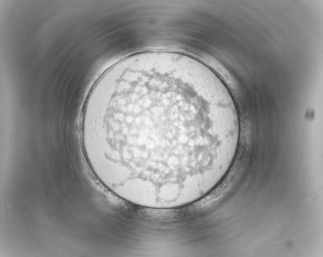 X0000093730856200711131036