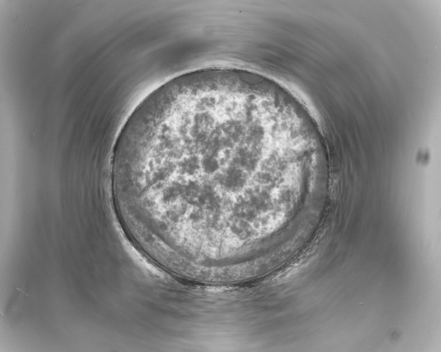 X0000093730903200711131035