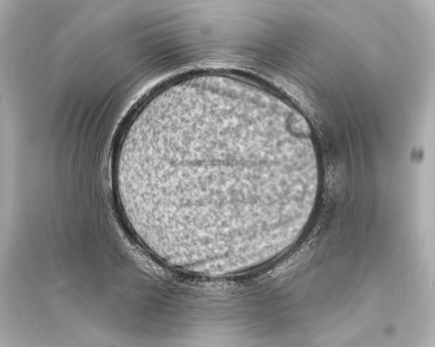 X0000093730934200711131034