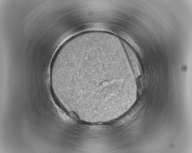 X0000093730988200711131033