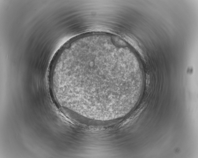X0000093731068200711131032