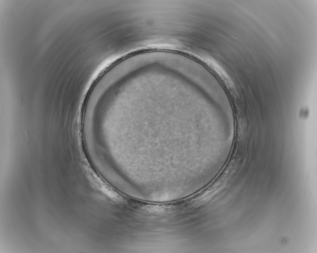 X0000093731240200711131030