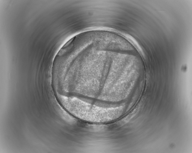 X0000093731244200711131030