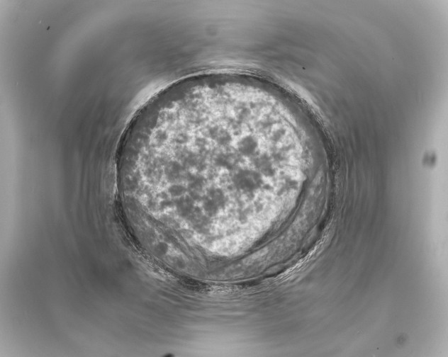 X0000093731267200711131029