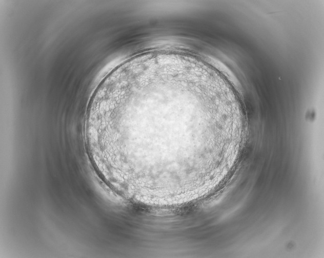 X0000093731338200711131028