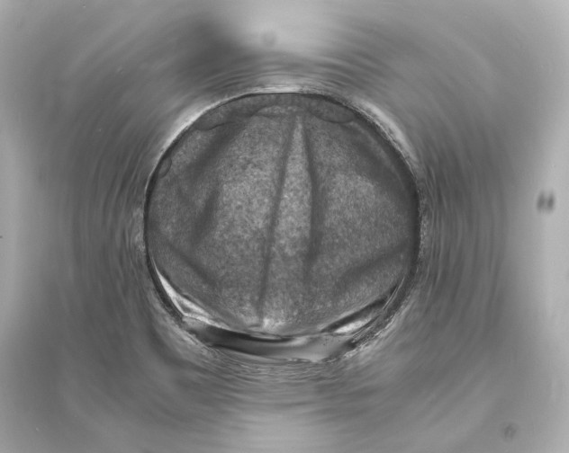 X0000093731465200711131026