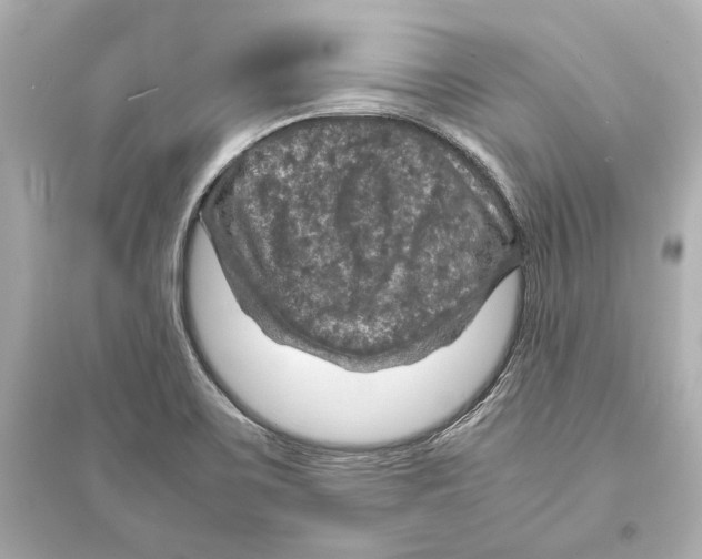 X0000093731467200711131026