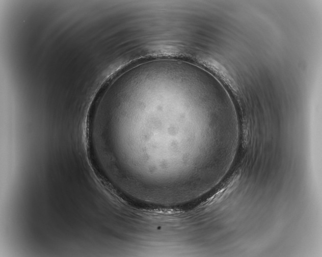 X0000093740439200710161142
