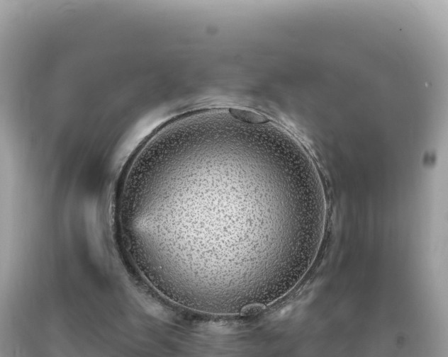 X0000093740103200710231219