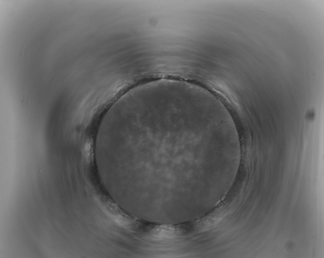 X0000093740123200710231219