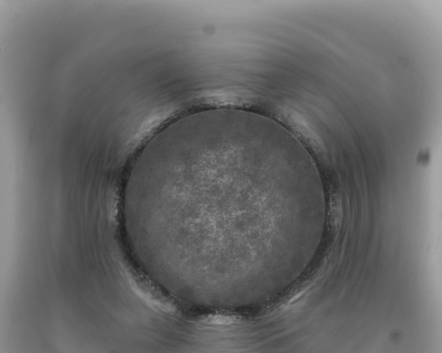 X0000093740255200710231217