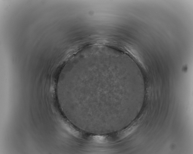 X0000093740265200710231217