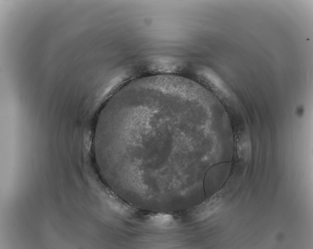 X0000093740374200710231216