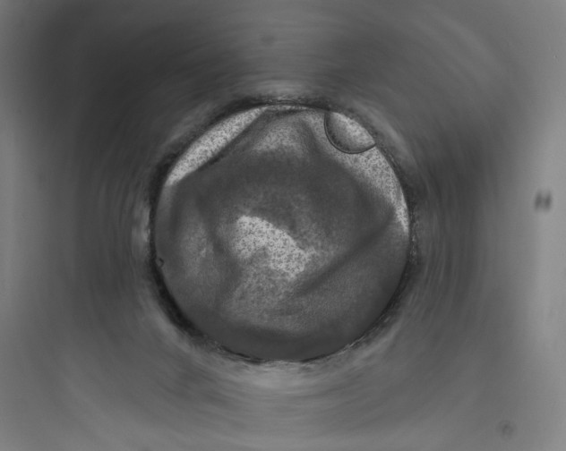 X0000093740024200711061035
