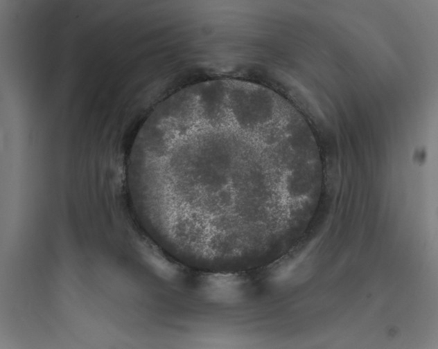 X0000093740085200711061034