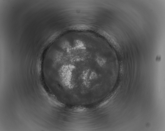 X0000093740206200711061032