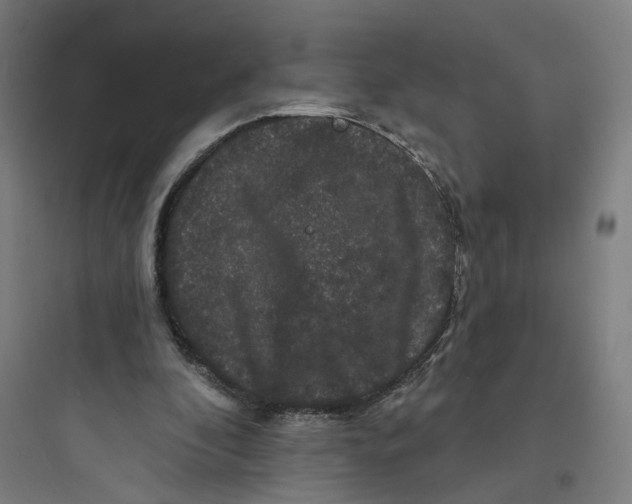 X0000093740296200711061030