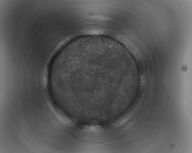 X0000093740304200711061030