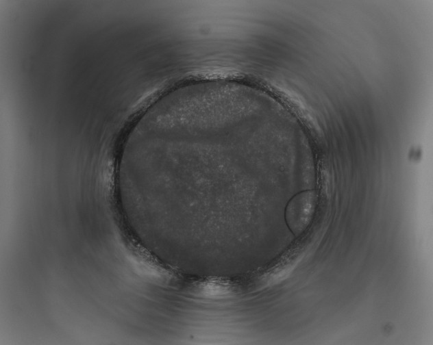 X0000093740308200711061030